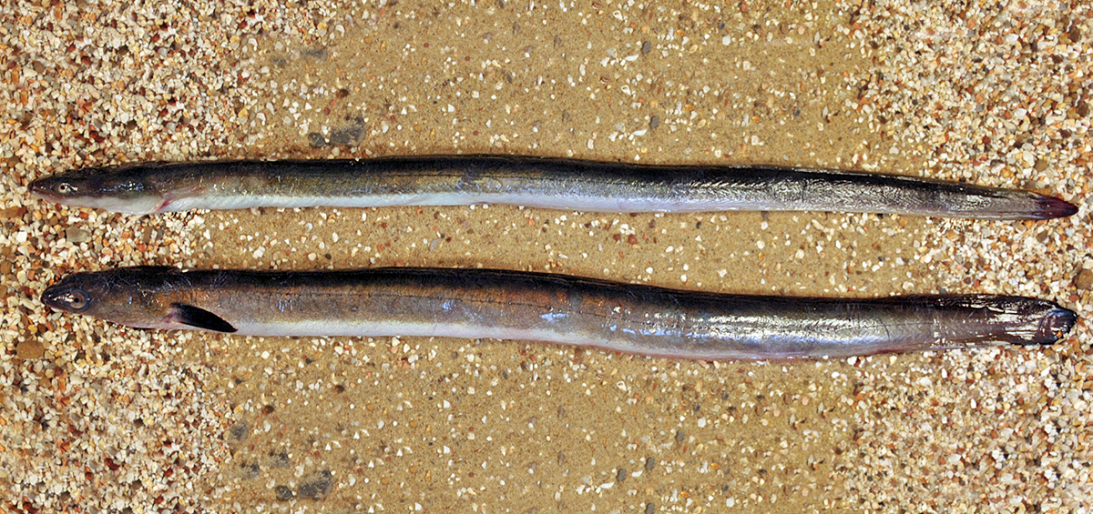 Yellow (top) and silver eel caught inshore on the Suffolk coast. Photo: Peter A. Henderson Yellow (top) and silver eel caught inshore on the Suffolk coast. Photo: Peter A. Henderson