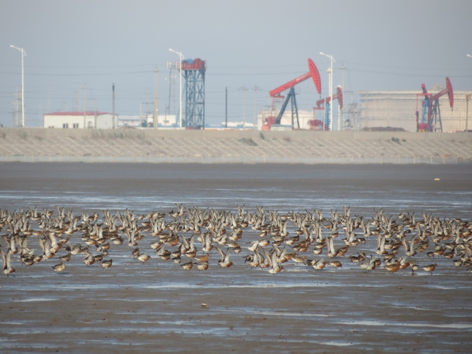 A flock of red knots at Nanpu, Bohai Bay, China