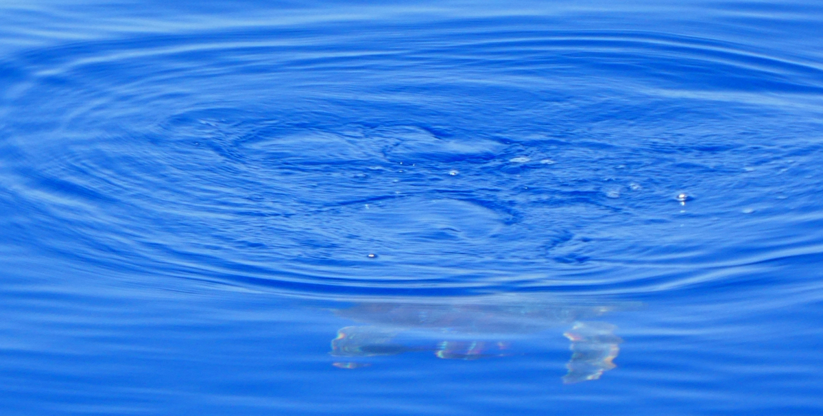 Many a turtle passes by the ship. They are hard to catch on camera because they dive down as soon as the ship approaches.