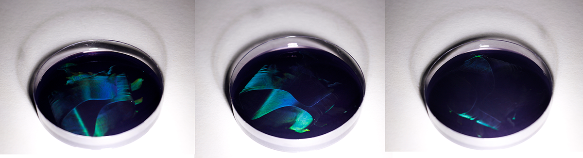 Iridescence in colonies of the marine bacterium Muricauda ruestringensis growing on agar, viewed from three different angles. This works in a very similar way to the optics of the feathers of a peacock. Photo: Colin Ingham, Hoekmine BV.