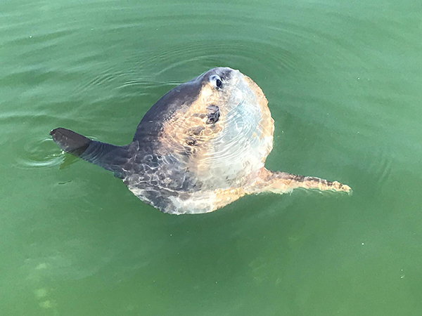 Youtube beelden van levende maanvis, NIOZ