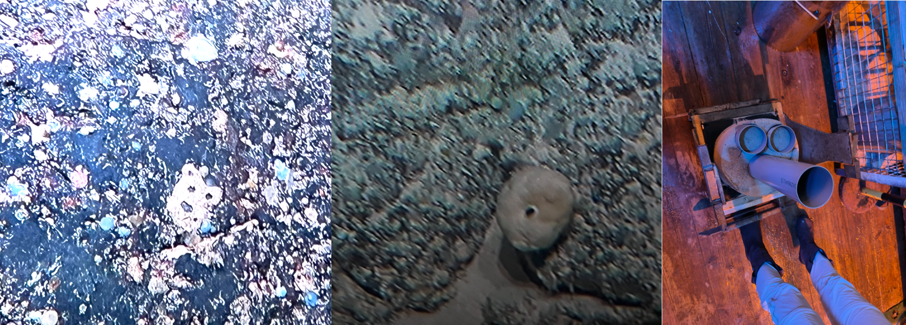 Face of a bear in the rock (left panel), a moray eel head-shaped rock with a black piece that looks the eye of the moray eel (middle panel) and a Pingu-like face done (not on purpose) when taking sub cores from the box core.