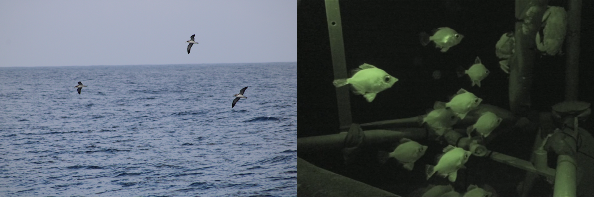 Cory's shearwater with their brown-grey-ish head (left panel) and a boar fish with its conical shaped face captured by the baited camera (right panel).