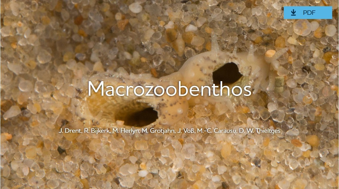 Photo: Jan Drent. Common cockle (Cerastoderma edule) inhalent and exhalent siphons.