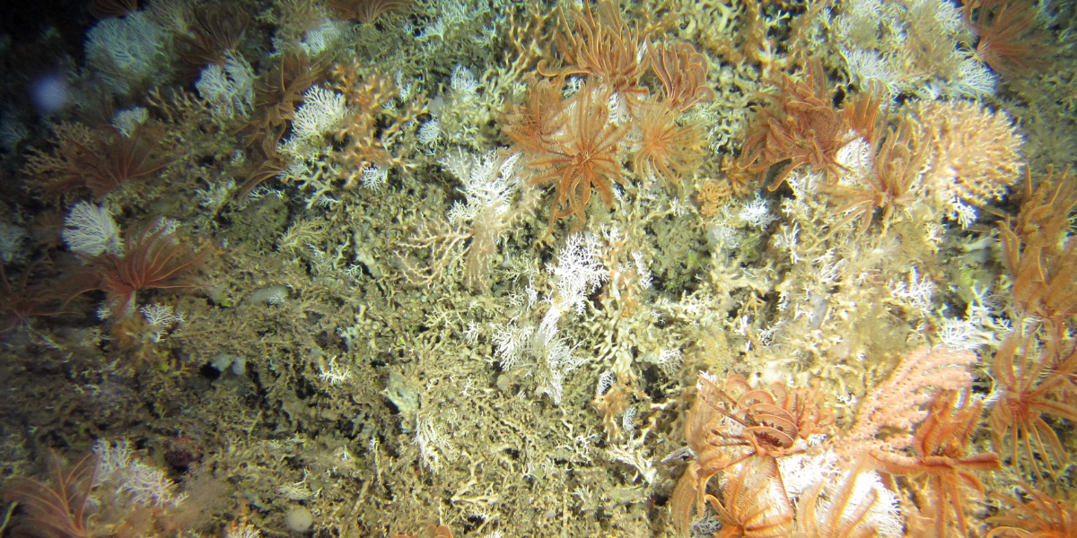 : Video still of a cold-water coral reefs taken by Dick van Oevelen ©2017