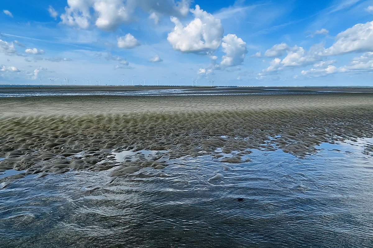 Oosterschelde Roggenplaat. NIOZ