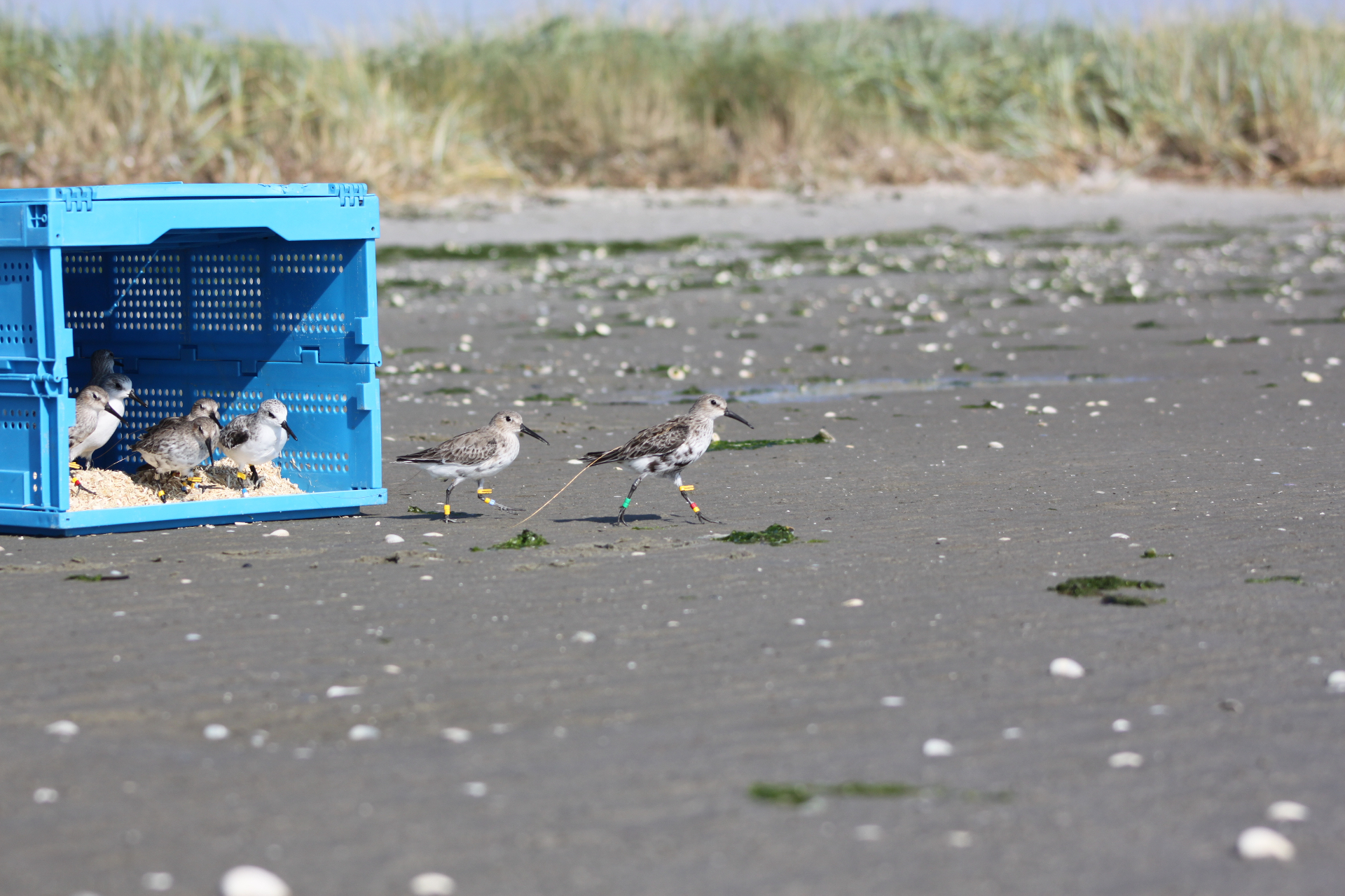 Bonte strandlopers en drieteenstrandlopers worden vrijgelaten op het strand van Griend, voorzien van kleurringen en een klein zendertje (Evy Gobbens)
