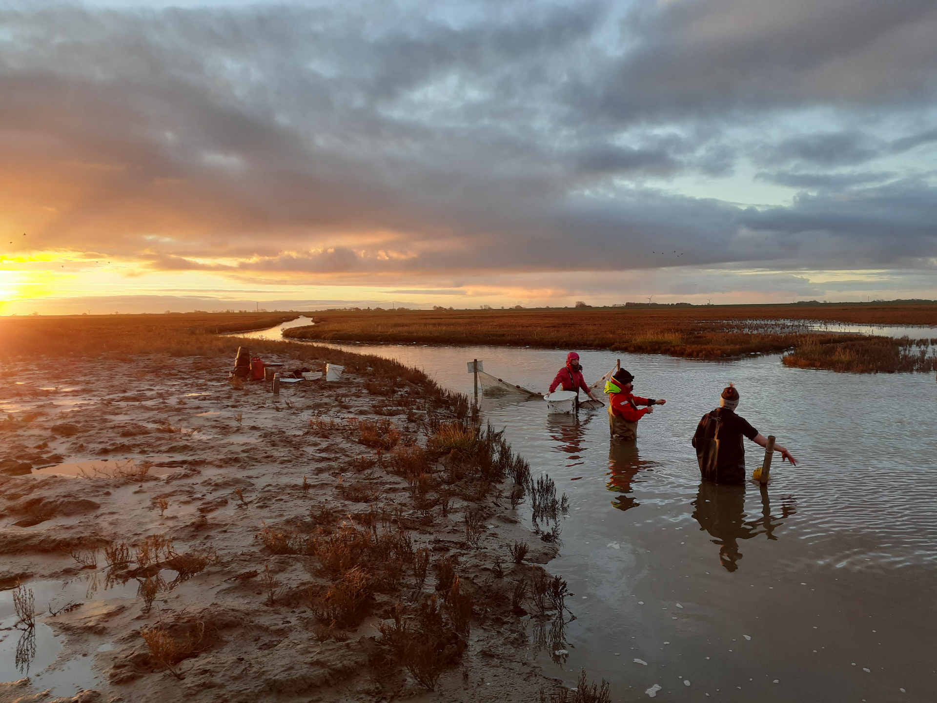 Researcher Hannah Charan-Dixon with her team at work in the salt marshes.