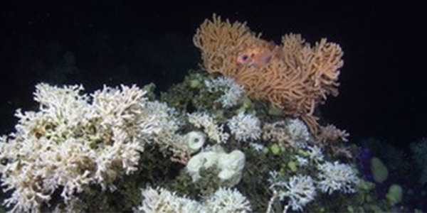 Cold-water coral reef in the Norwegian Sea. Photo: JAGO-Team, GEOMAR 