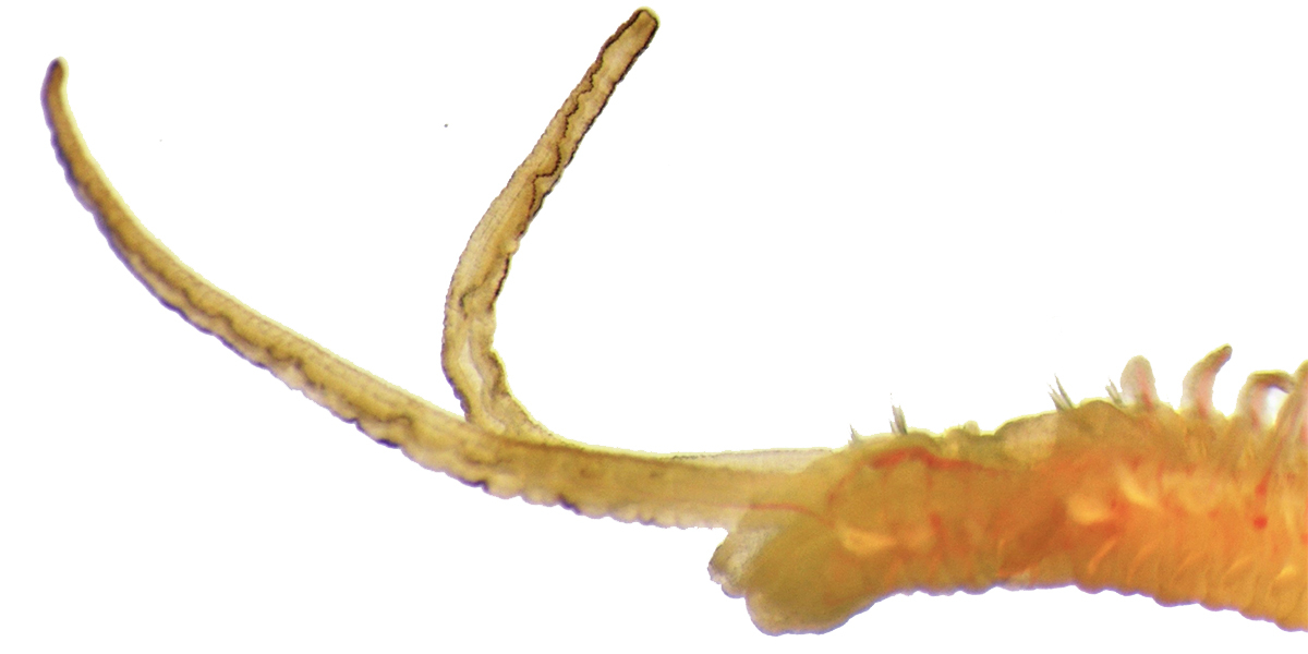 Polydora websteri. Photo: Dagmar Lackschewitz