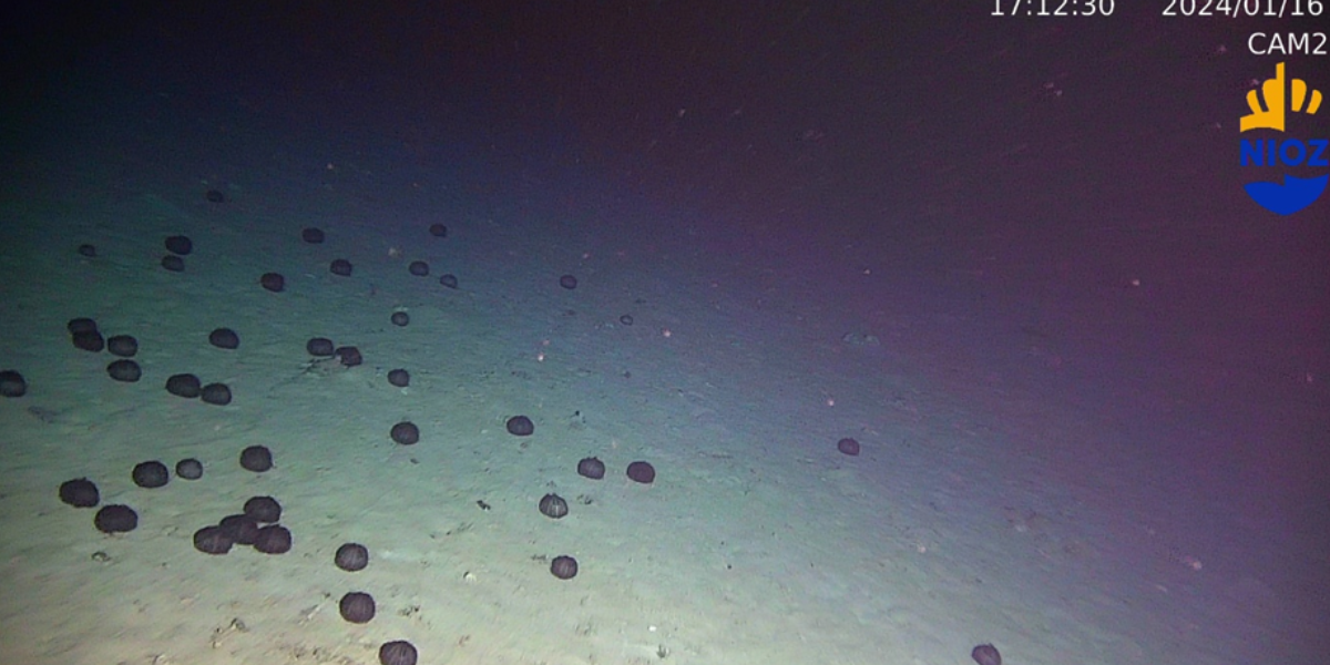 Sea urchins are commonly observed in soft sediment areas. Credits: NIOZ