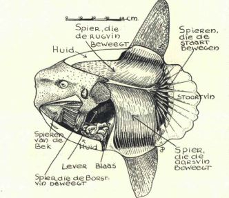 Illustratie doorsnede maanvis,  De Levende Natuur