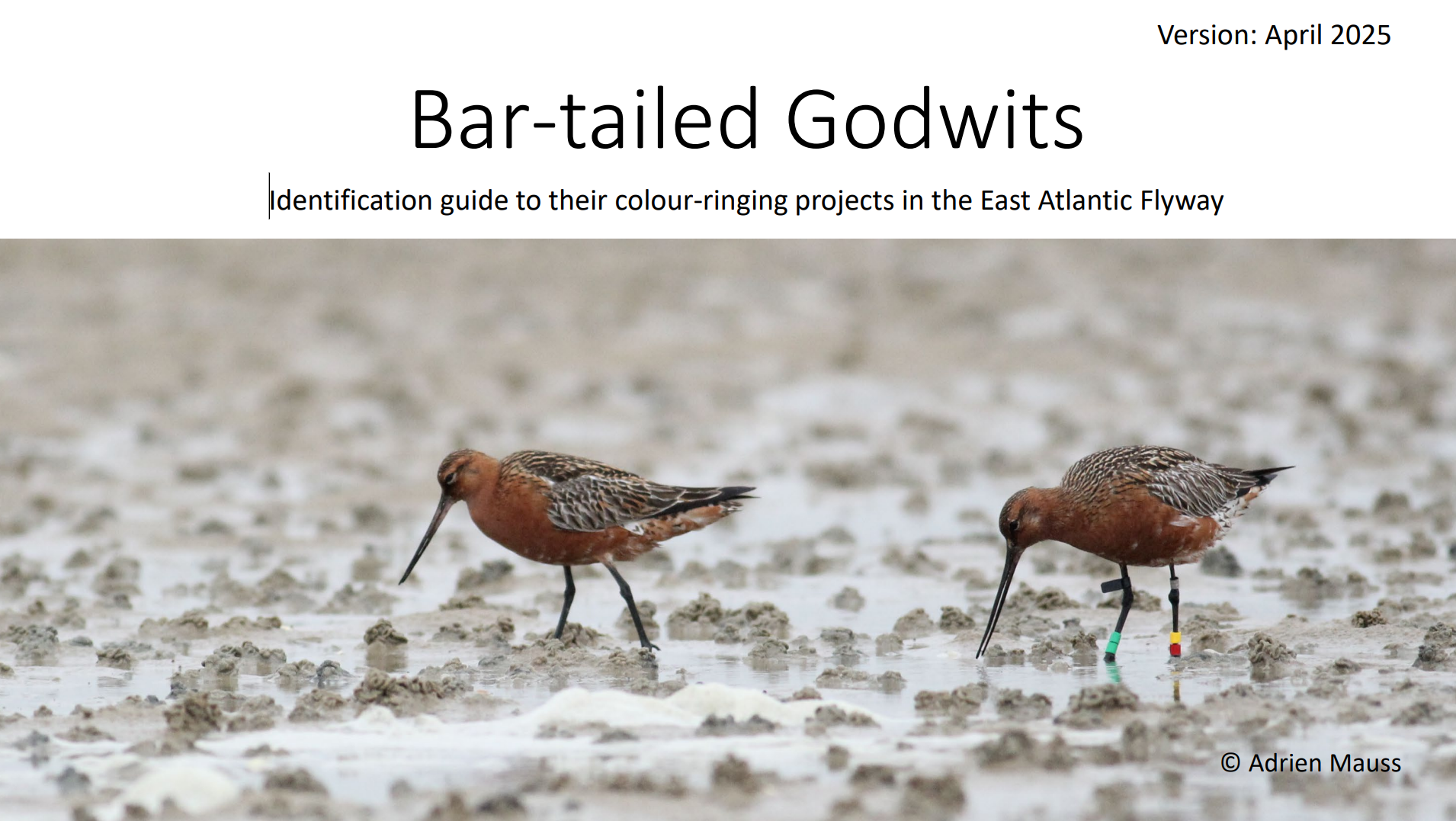 Bar-tailed Godwit CR Identification Guide