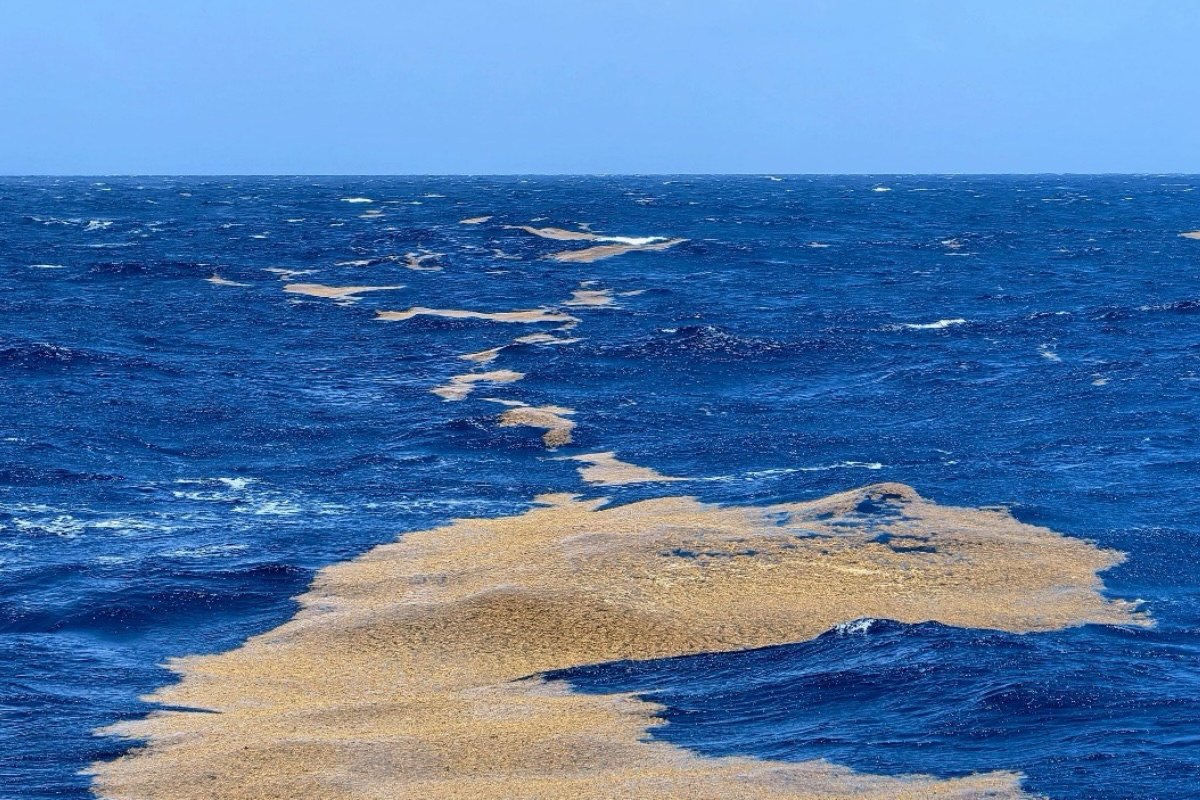 Sargassum patch, seen during the Seaweeds at Sea cruise in 2025 (photo Karla Cisneros)