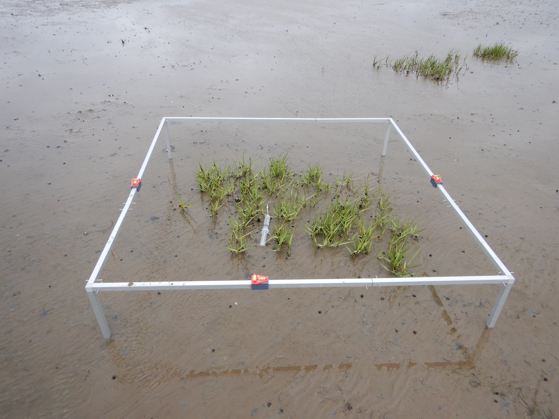 An establishing cordgrass plant in the middle of a measuring frame. The plant has several clusters of shoots. 
