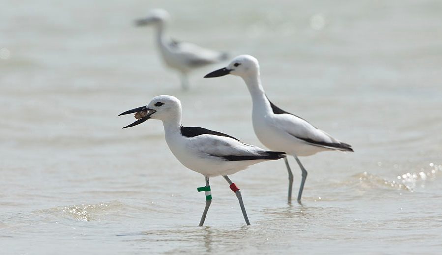 Krabplevieren kraken zwemkrabben op de wadplaten van Barr Al Hikmann. Foto: Jan van de Kam.