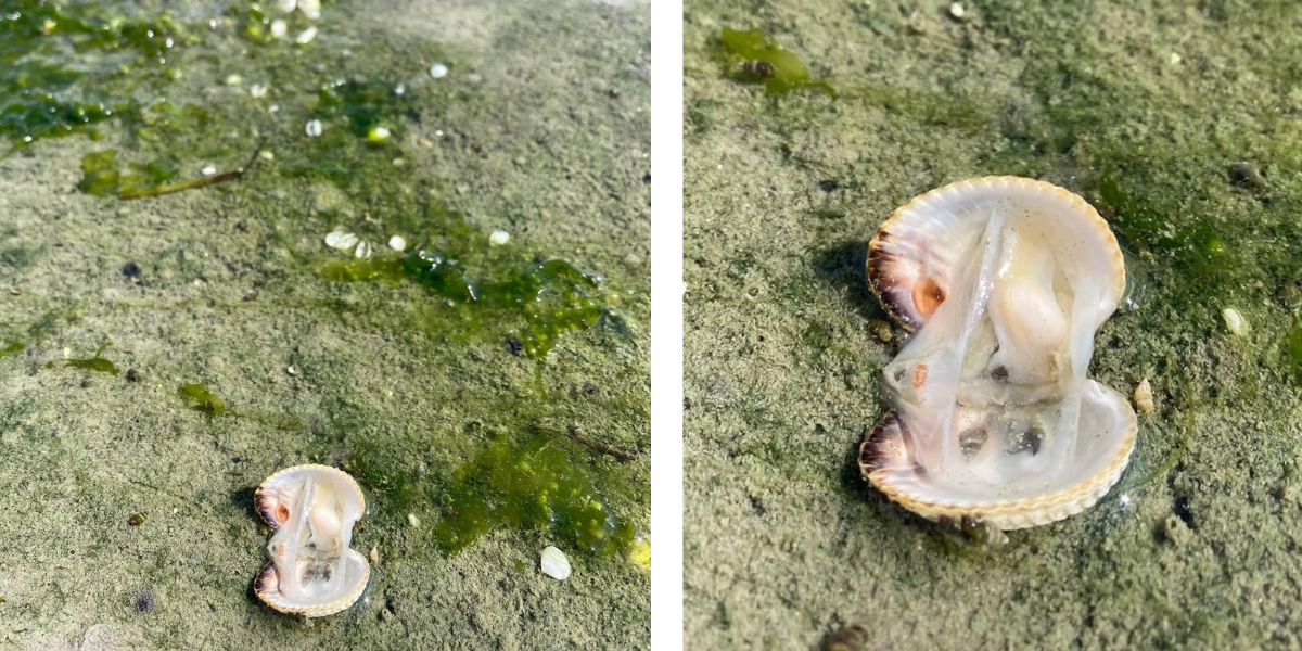 Dead cockle. Credits: S. Brenninkmeijer