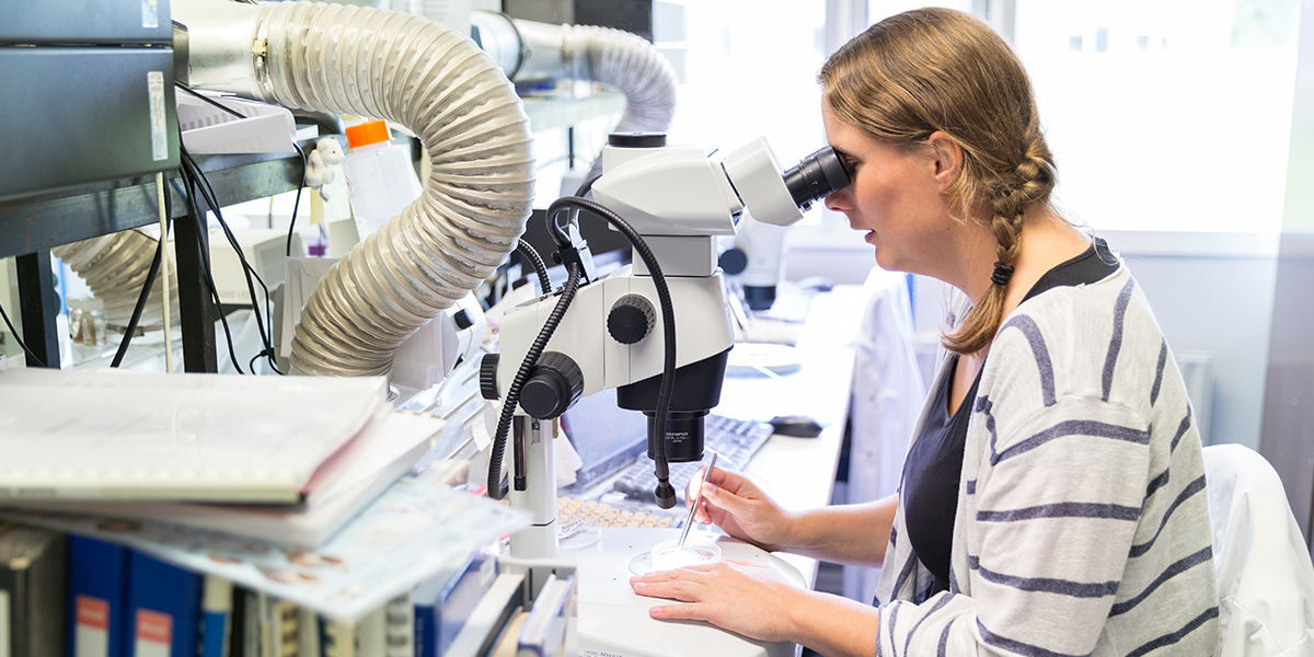 Morphological taxonomy of individual specimens, is time-consuming, labour-intensive and requires specialized taxonomic knowledge. Photo: Gert Jan Dijkgraaf