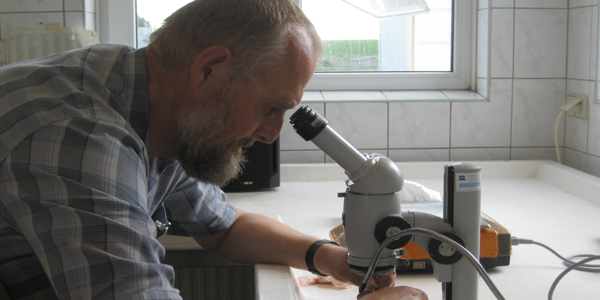 Viewing the stomach contents.