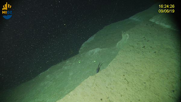 Ridge with soft corals and a Rat Tail fish. Photo NIOZ
