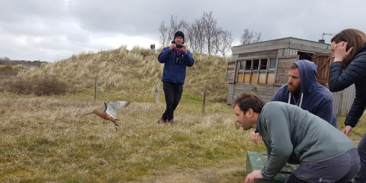 Catching Bar-tailed godwits on migration near Castricum.