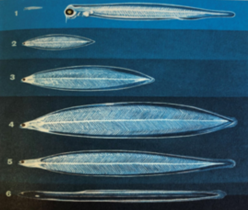 Life cycle of the Eel. Life cycle of the Eel.