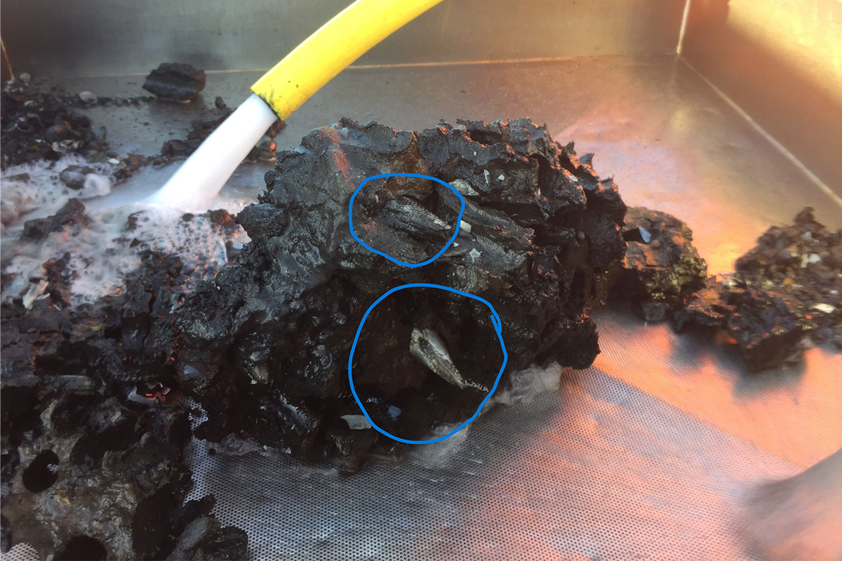  False angelwings (Amerikaanse boormossel)  in a large piece of peat (marked in blue). Photo: Tjitske Kooistra). 