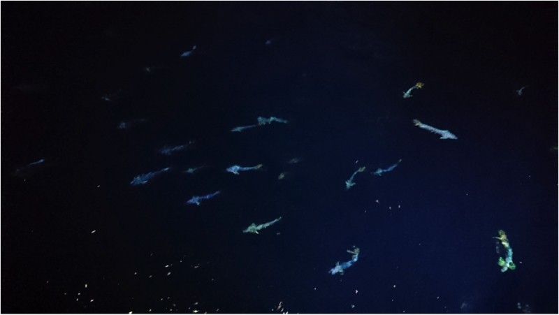 Small fish get eaten by bigger fish….