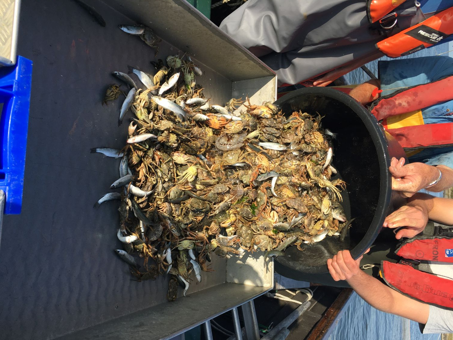 the fish trap is being emptied