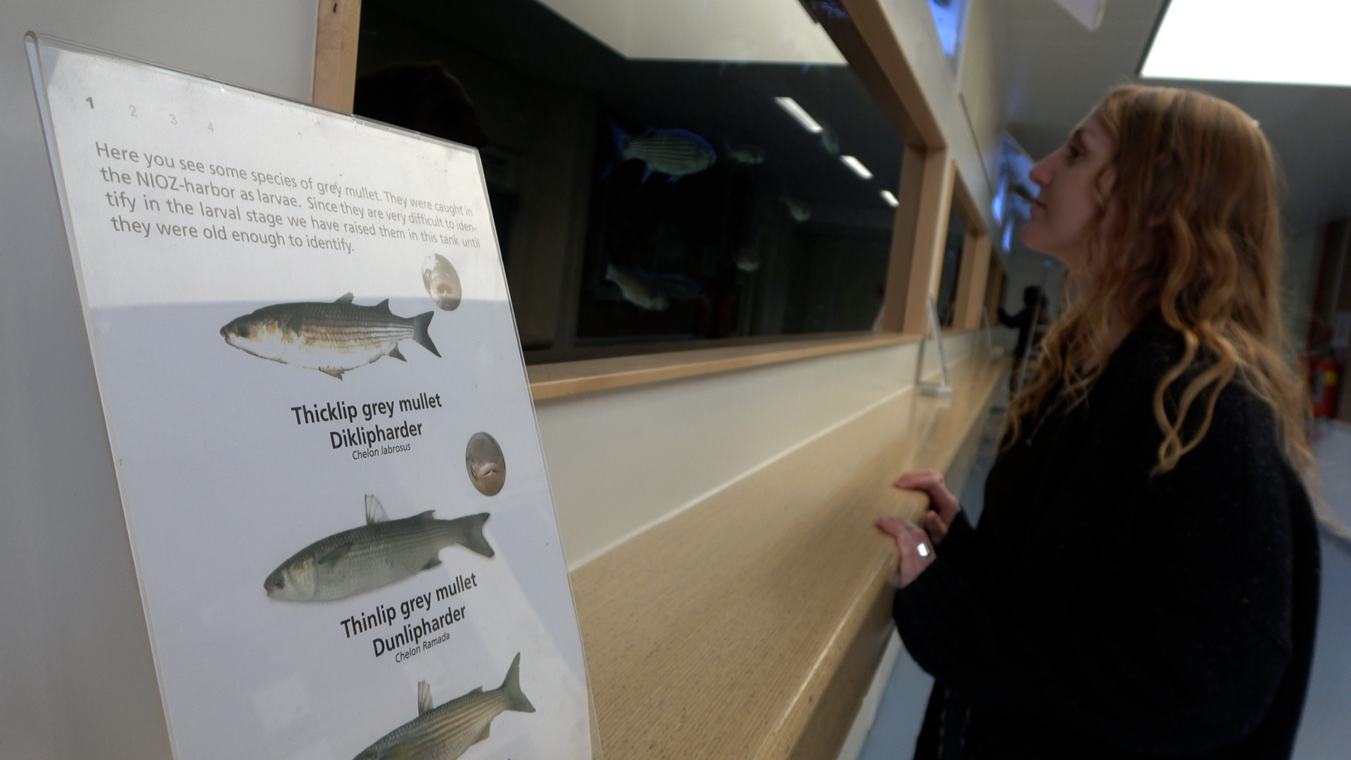 Jena Edwards looking at the NIOZ aquarium.
