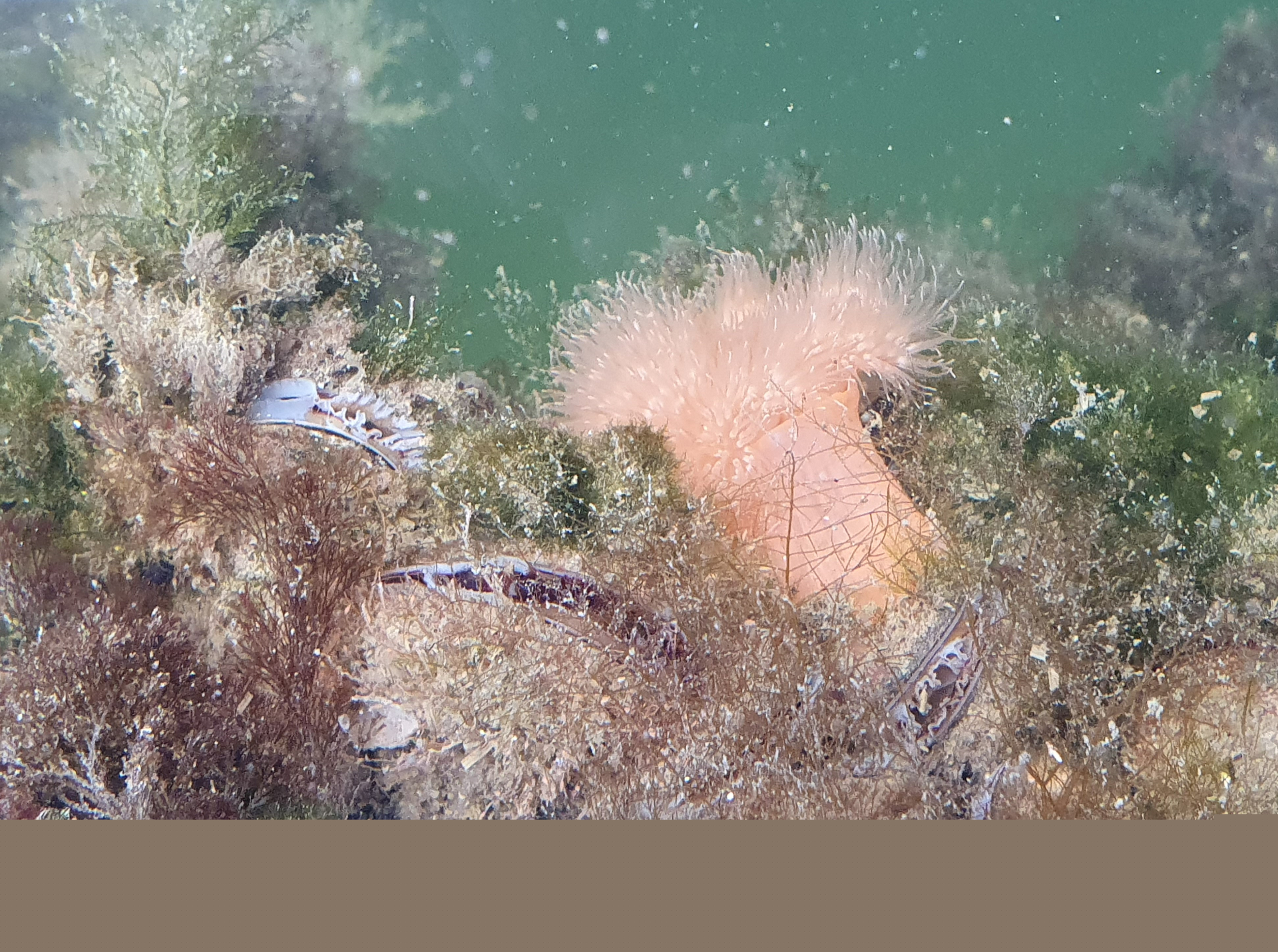 Mussels, seaweed and an anemone. Photo: Oscar Franken, NIOZ