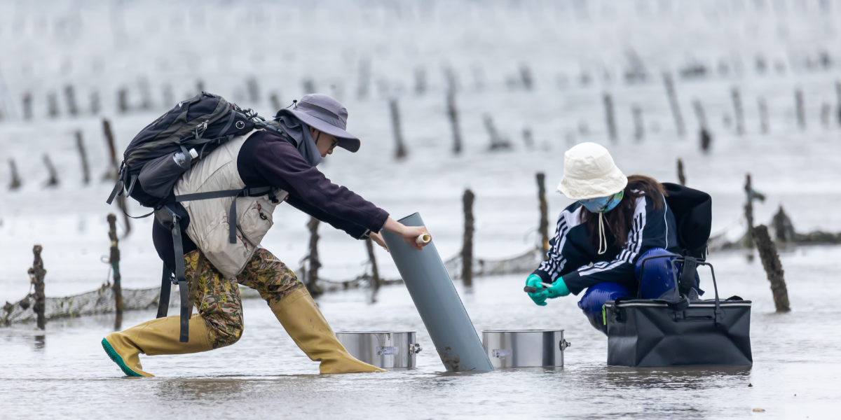 Hebo Peng and his colleague are sampling on the intertidal mudflats in Fangchenggang, China. Credits: Hanming Tu