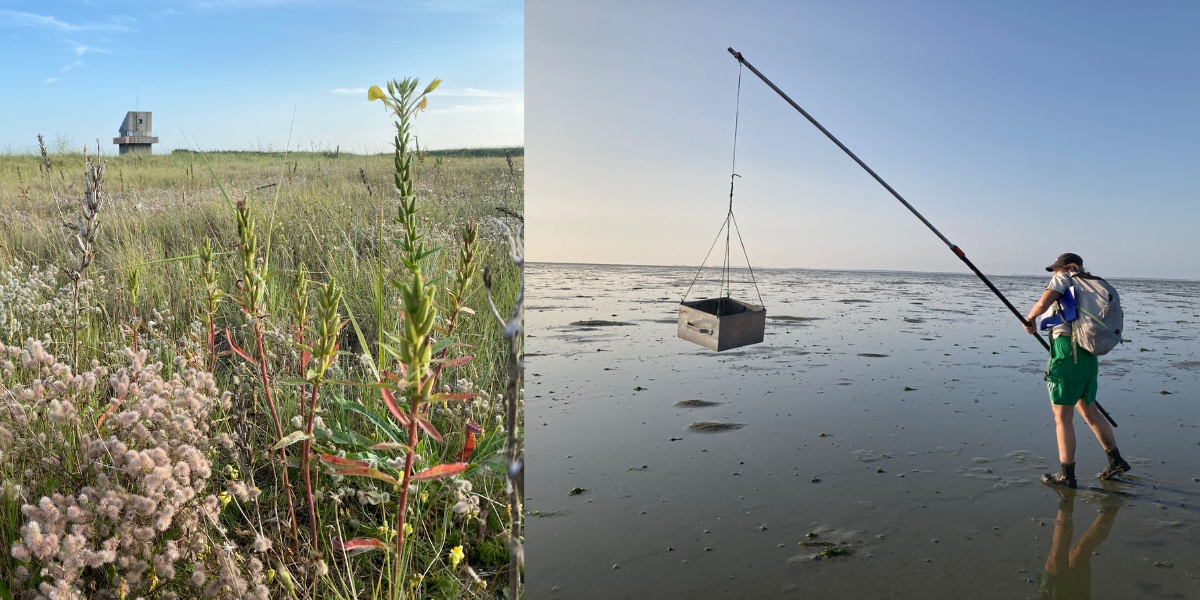 Left: Flowering hare’s-foot clover on Griend with the house in the back. Right: Julia takes a sample by swinging the metal tray on the mudﬂat. (Photo: Nienke Zwaferink)