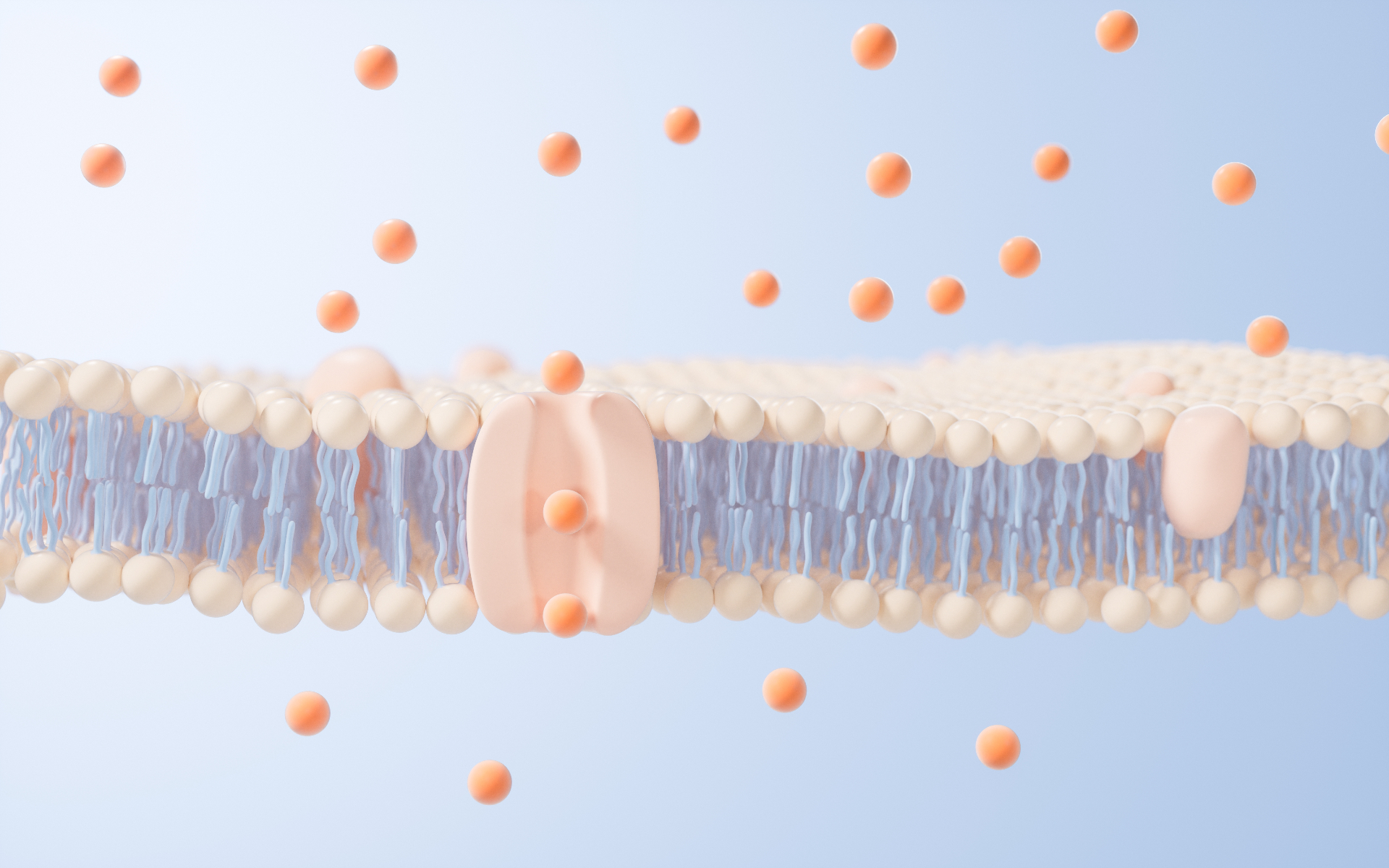 An illustration of a lipid membrane, with membrane proteins in it (cc: Shutterstock)