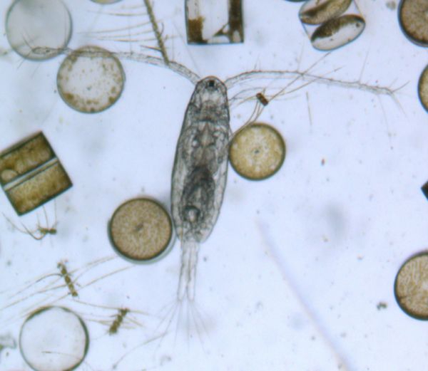 Copepod Acartia clausi (North Sea). Image taken from "Lebenszyklus und Populationsdynamik calanoider Copepoden, Senckenberg Gesellschaft für Naturforschung" 