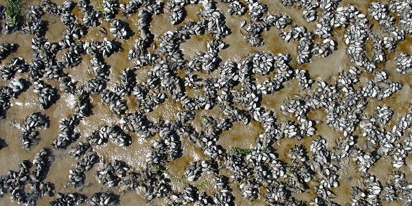 De ruimtelijke structuur van mosselpatronen - cc-foto: Johan van de Koppel.