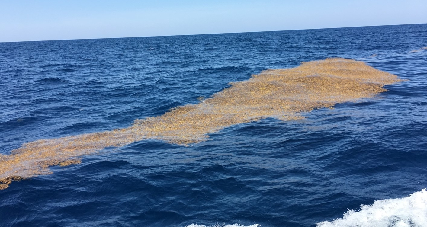 A close-up view of Sargassum seaweed from inside the "Great Atlantic Sargassum Belt". Concentrations of this brown macroalga are so high that they can be detected using satellite images from space. Photo Credit: Erik Zettler.