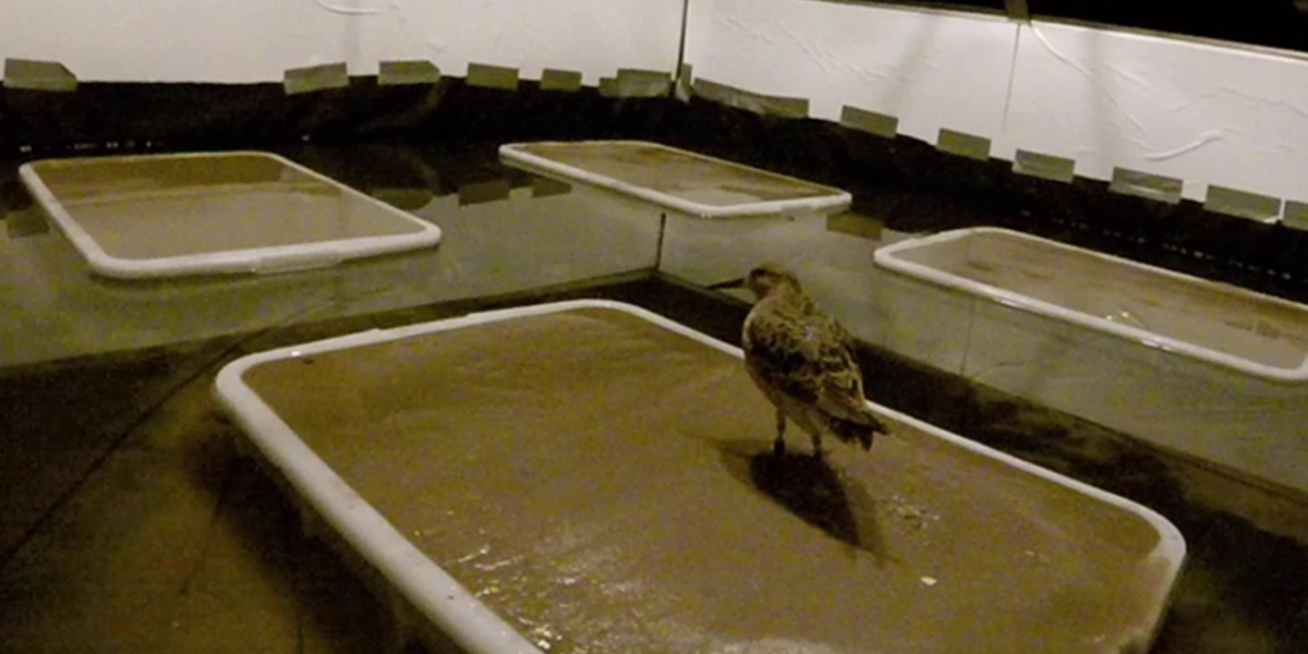 Knot in testing area