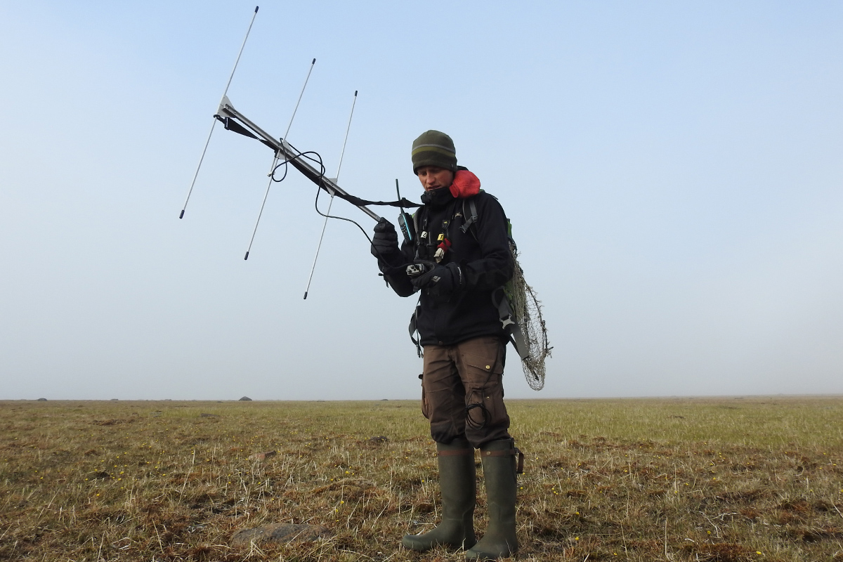 Thomas Lameris tracking Red Knot chicks in the field using radio telemetry