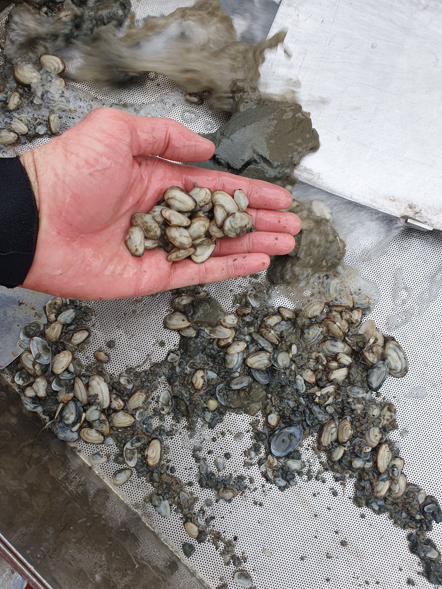 Waddenmozaiek sampling - Oscar Franken