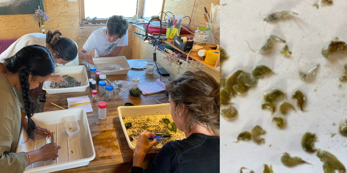 Left: Emma, Farhana, Angeliki and Manno sorting and identifying the samples. Right: The contents of the samples: brown shrimp, crabs, mudshrimp and amphipods. (Photo: Nienke Zwaferink)