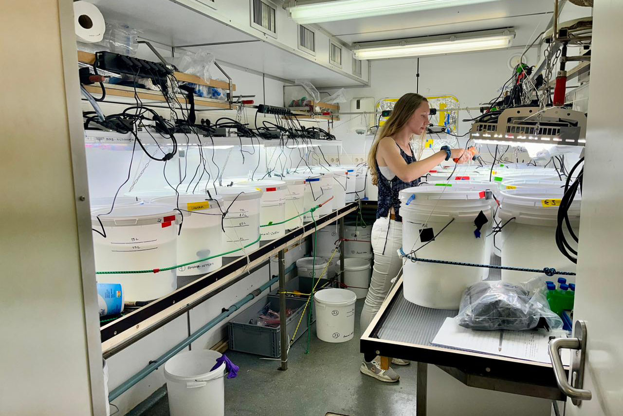 Marine Guilbaud measures metal contamination of sargassum and the water it grows in (photo credit: Marine Guilbaud/NIOZ)