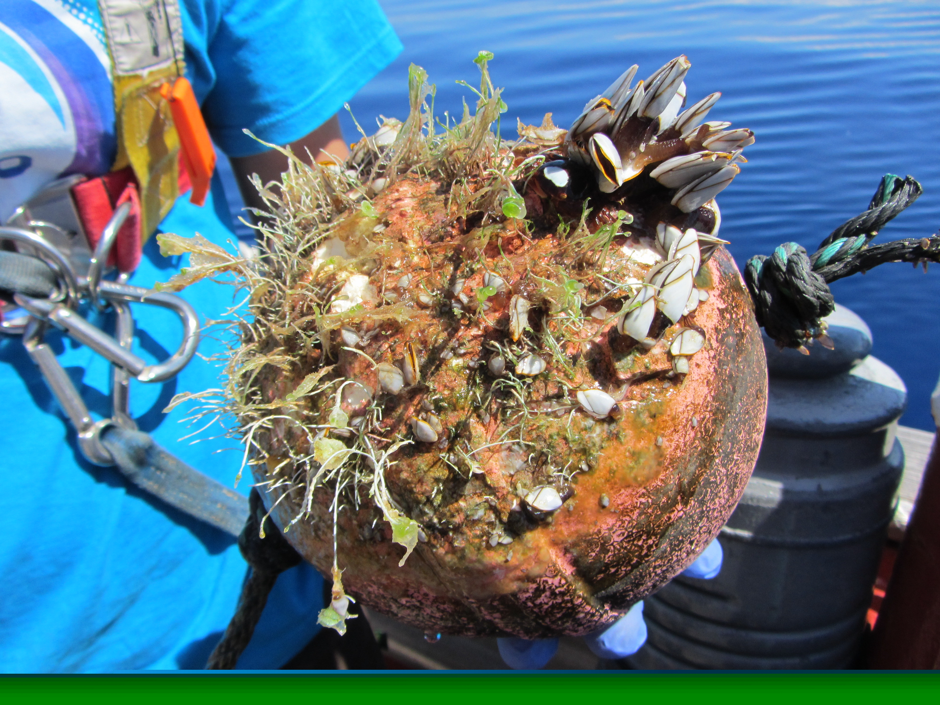 Large organisms living on plastic debris. Photo: Erik Zettler