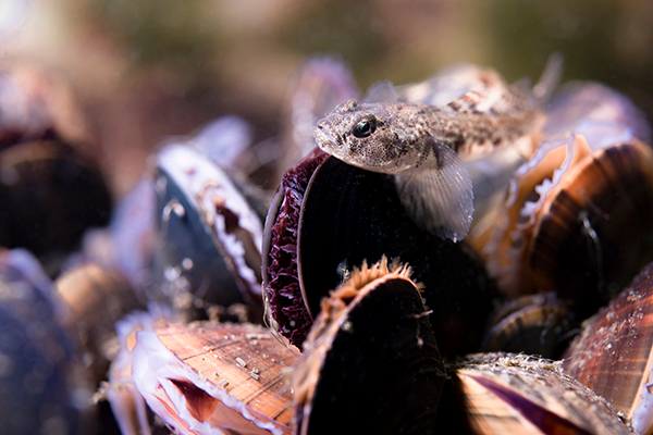Filterende mosselen. Foto: Ruben Smit Producties / Yoeri van Es
