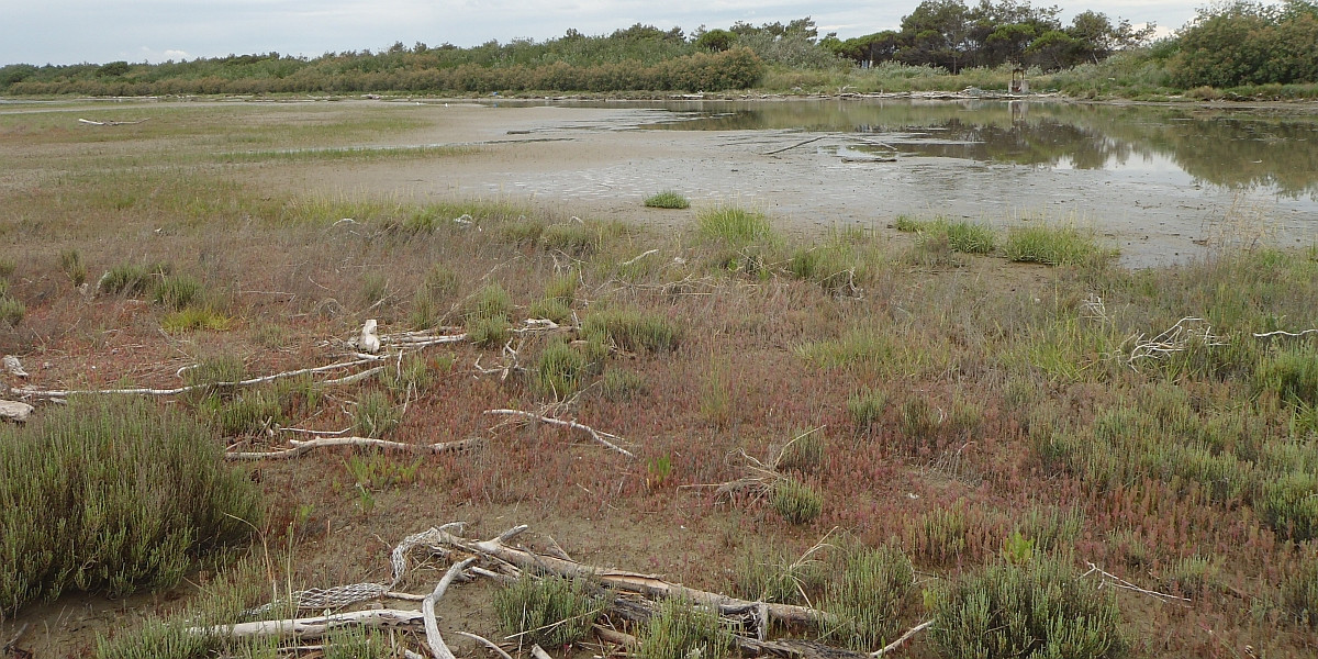Een schor langs de Adriatische kust waar slijkgras voornamelijk is vervangen door zeekraal. Foto Jim van Belzen.