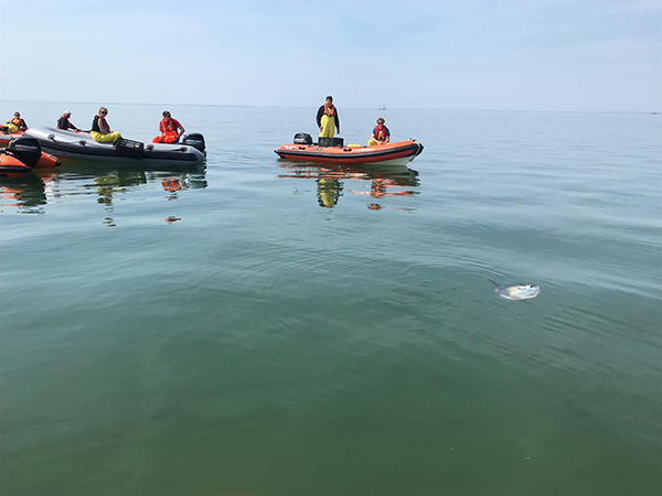 De maanvis liet zich geruime tijd bewonderen, foto NIOZ, Bram Fey