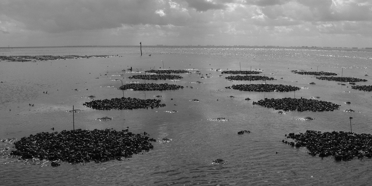 Mosselbedden op wad 