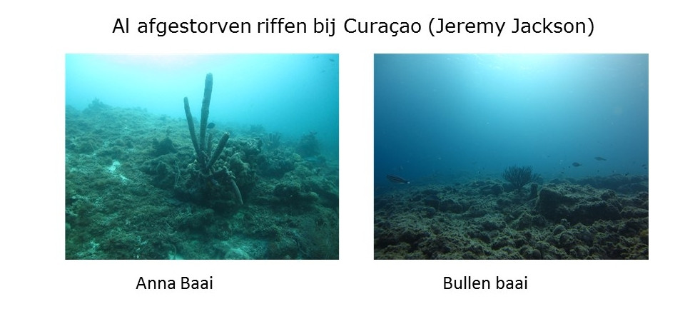 Al afgestorven riffen bij Curacao (Jeremy Jackson)