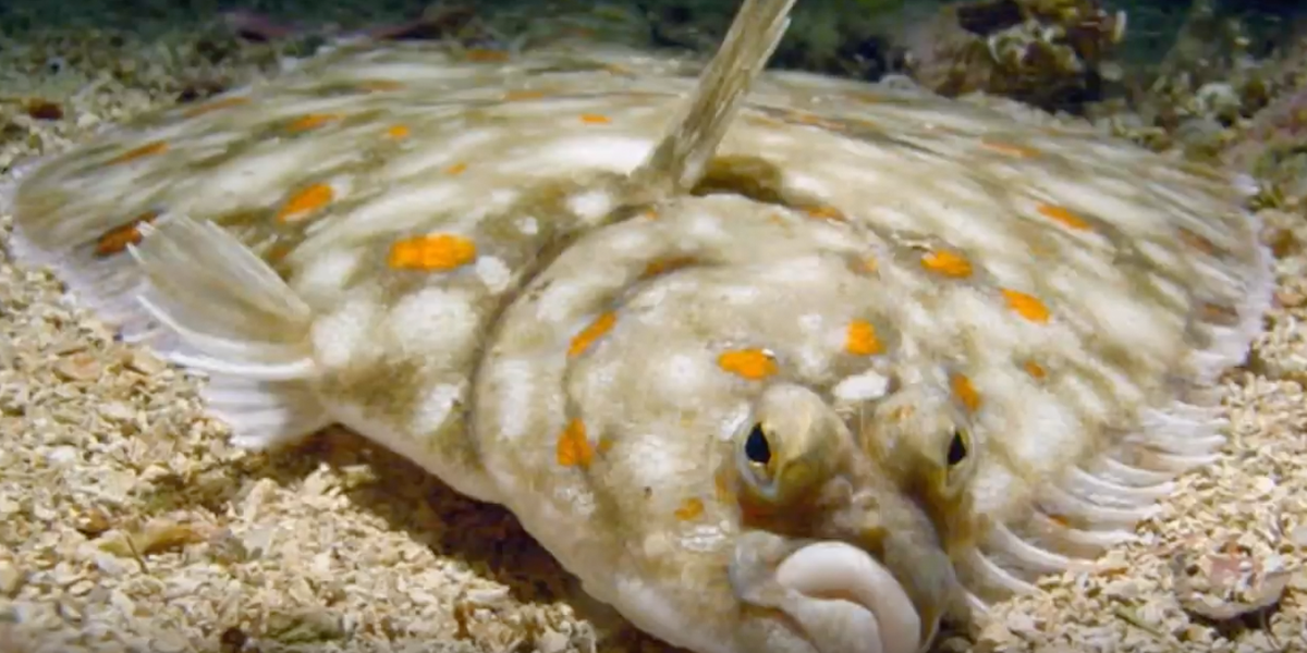 YouTube | Recognize the plaice YouTube | Recognize the plaice
