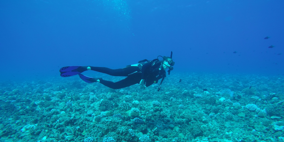 Milou Arts diving on the less degraded reef on the neighbouring atoll Tikehau, French Polynesia (photo by: Dr Irina Köster)
